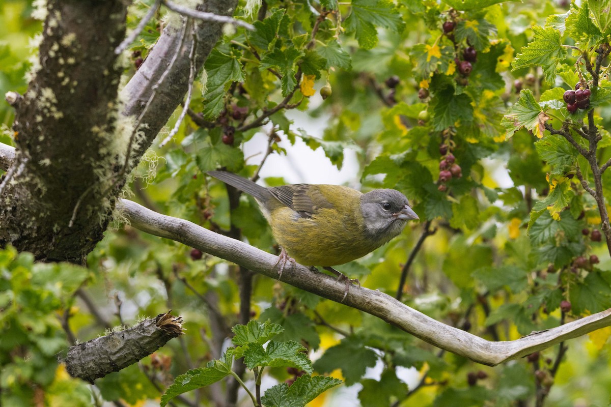 Patagonian Sierra Finch - ML637920329