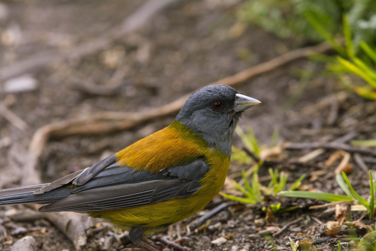 Patagonian Sierra Finch - ML637920330