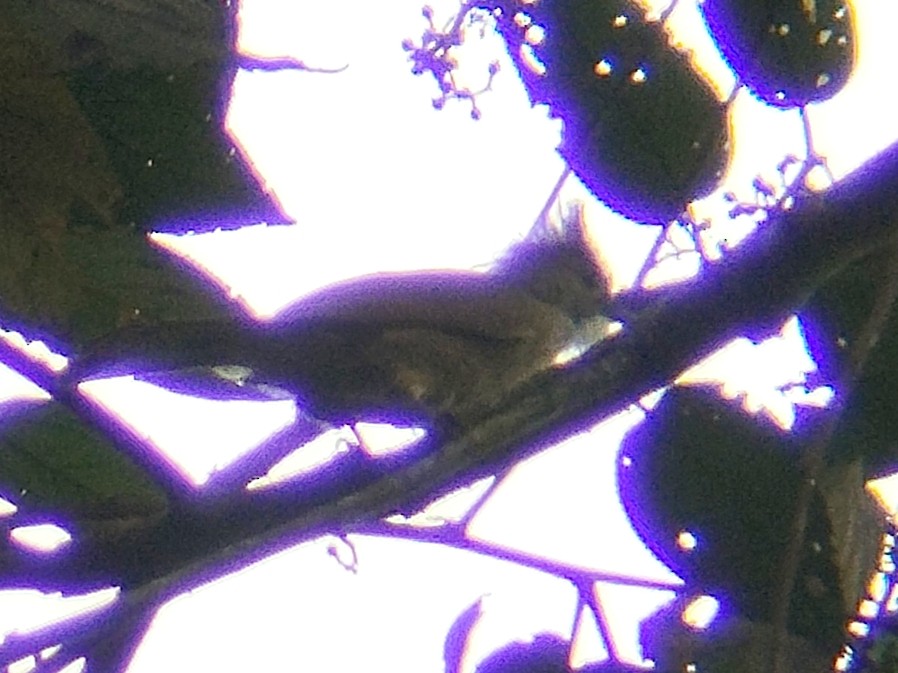 Ochraceous Bulbul - ML637920366