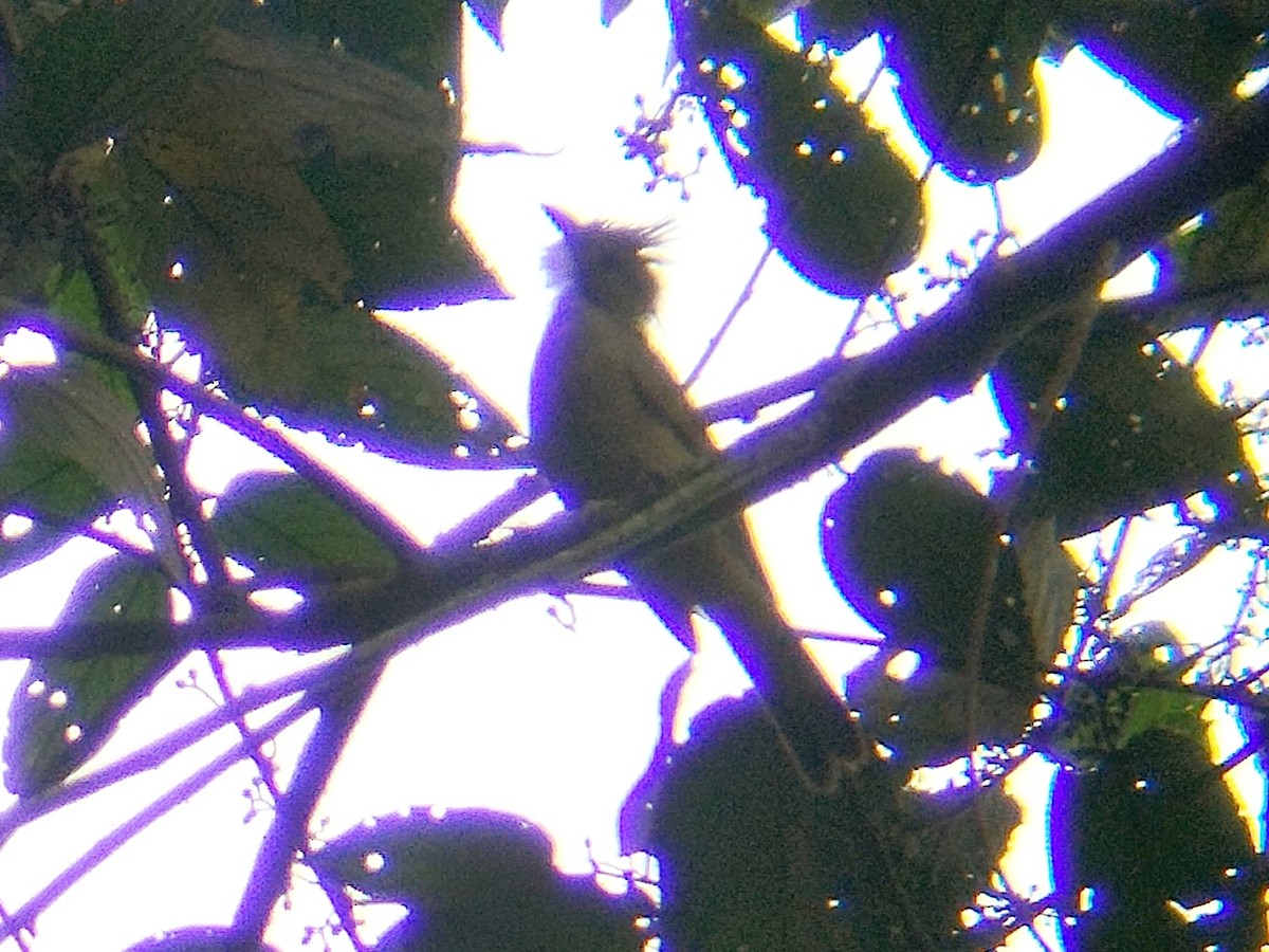 Ochraceous Bulbul - ML637920367