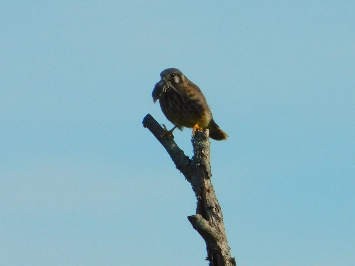 American Kestrel - ML637920372