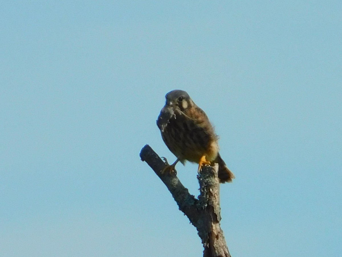 American Kestrel - ML637920381