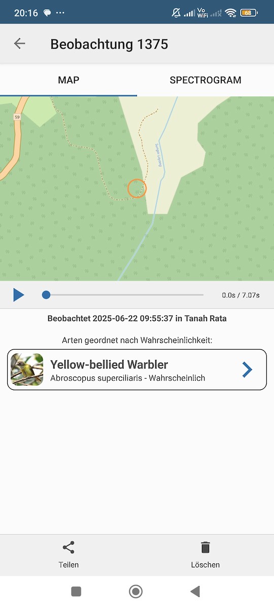 Yellow-bellied Warbler - ML637920389