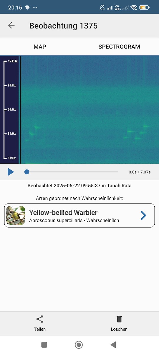 Yellow-bellied Warbler - ML637920390