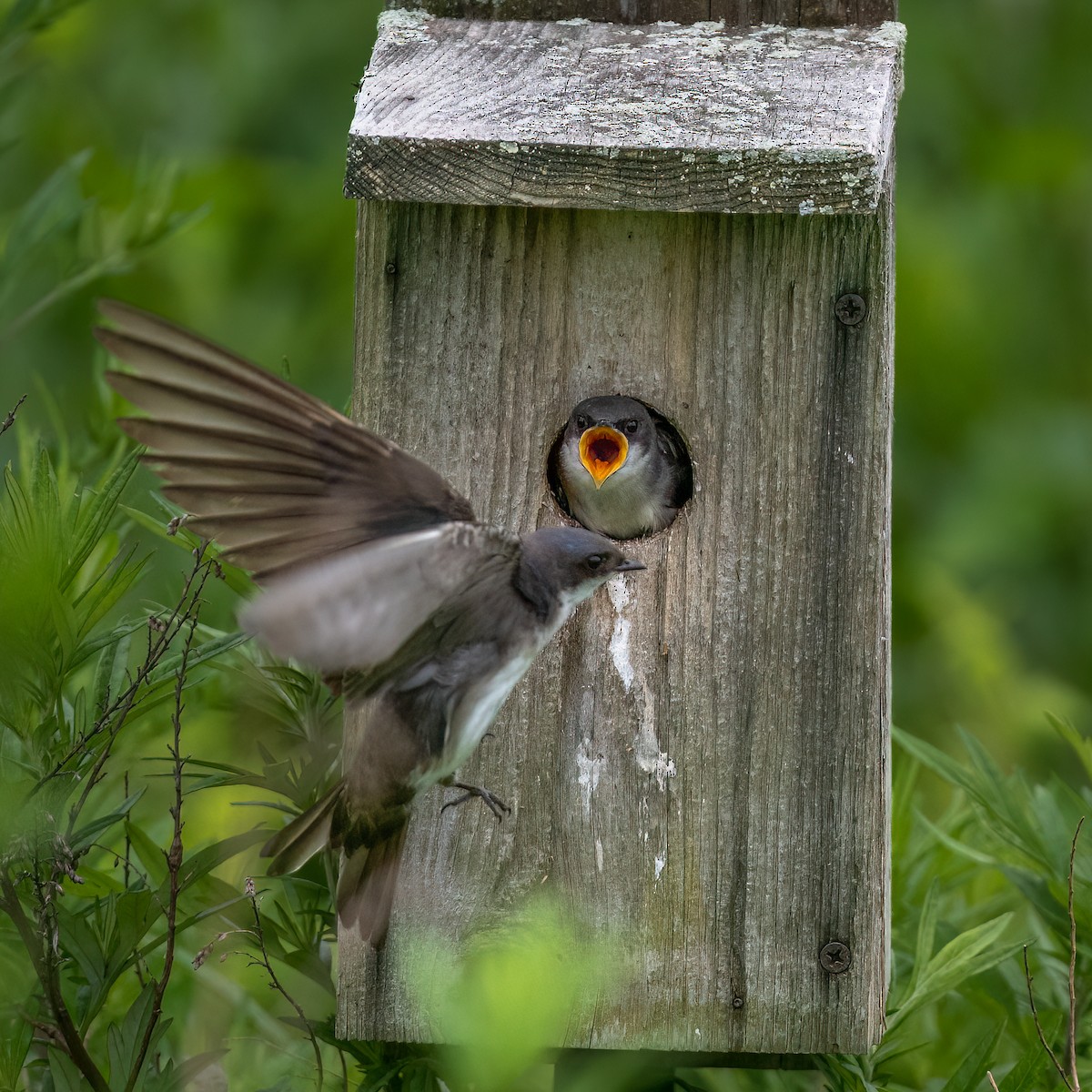 Tree Swallow - ML637920393
