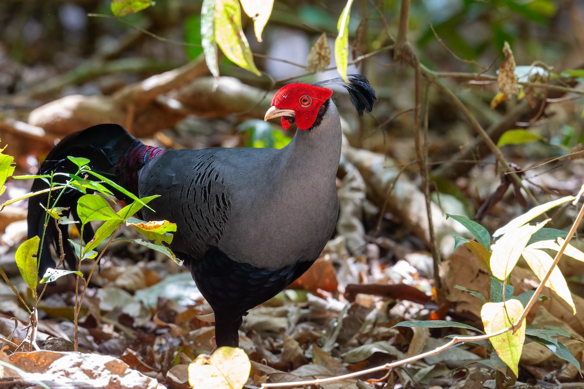 Siamese Fireback - ML637920394