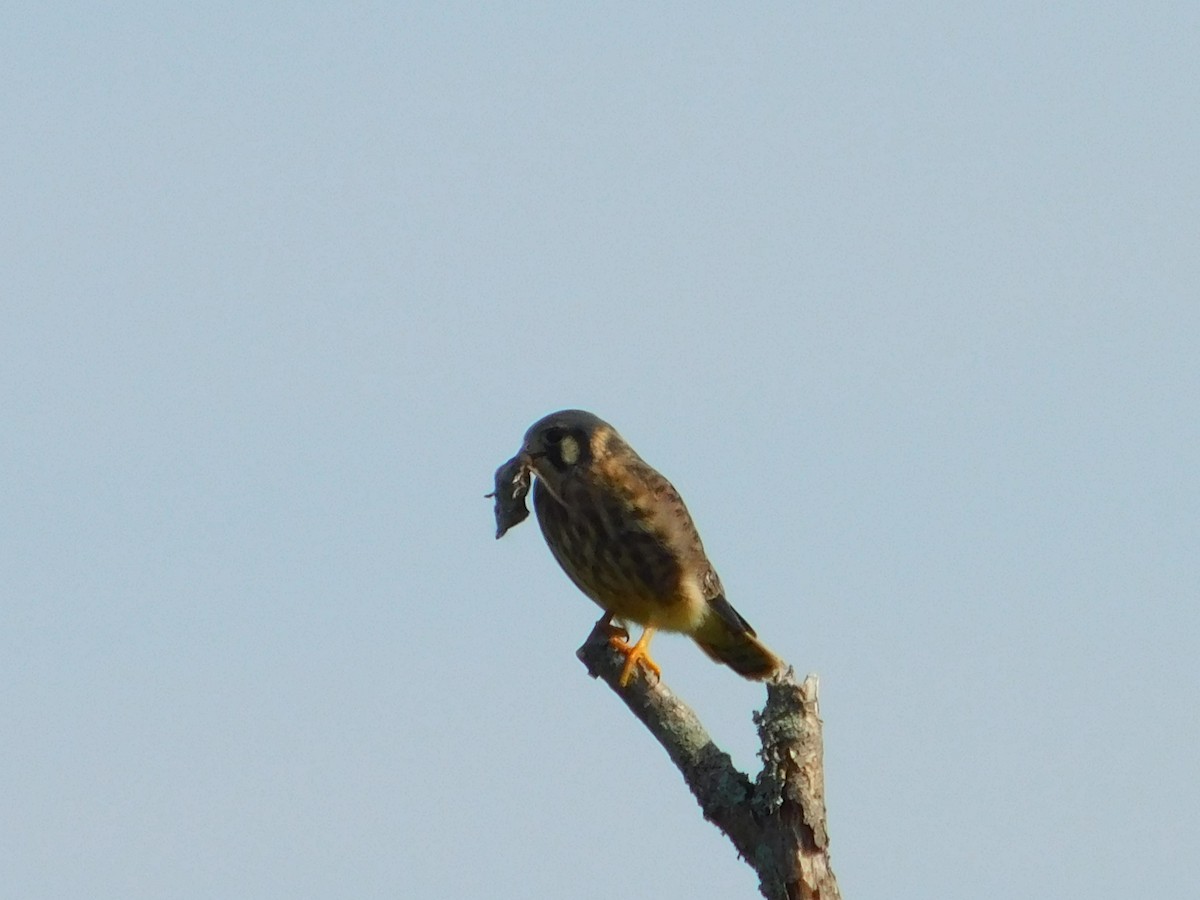 American Kestrel - ML637920396