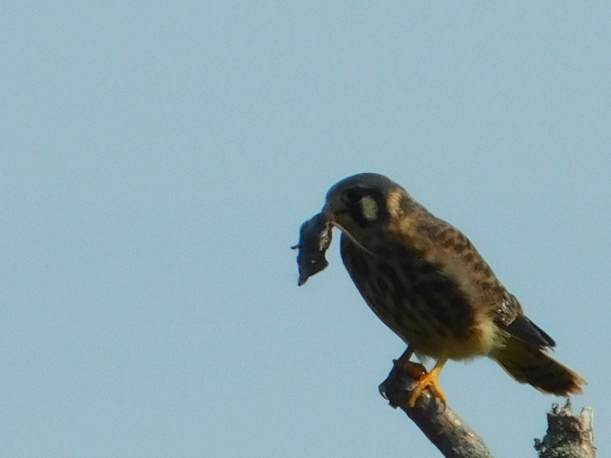 American Kestrel - ML637920397