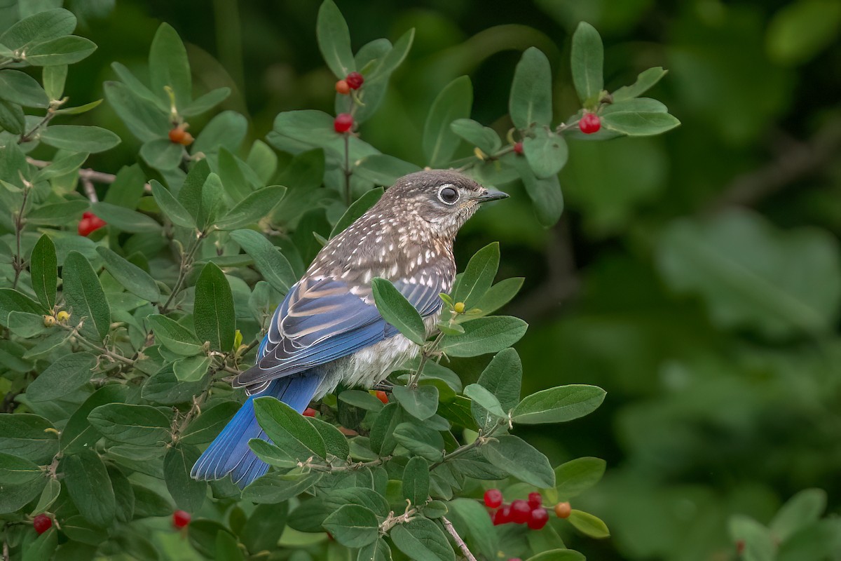 Eastern Bluebird - ML637920399