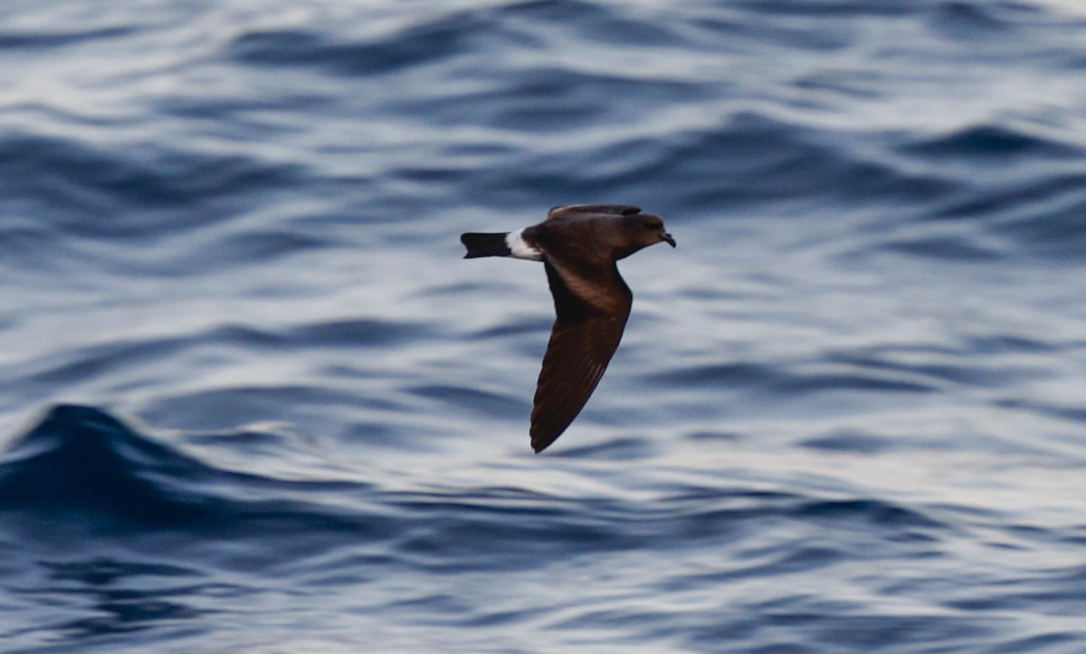 Band-rumped Storm-Petrel - ML637920410