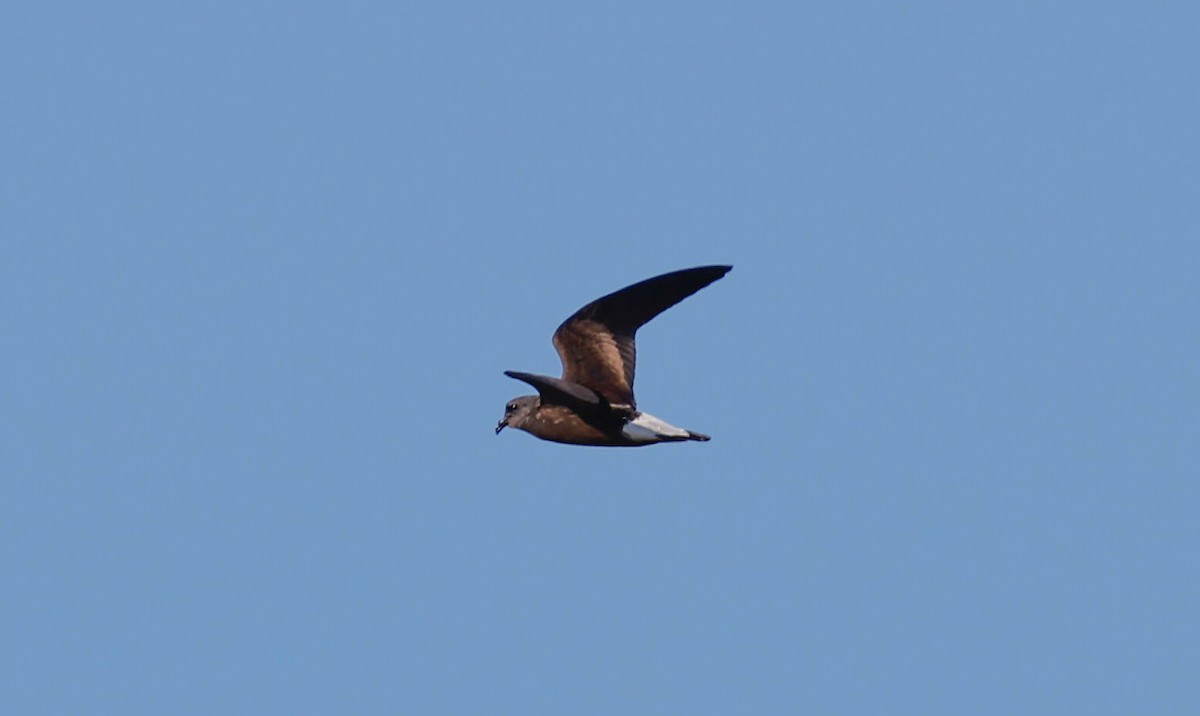 Wedge-rumped Storm-Petrel - ML637920430