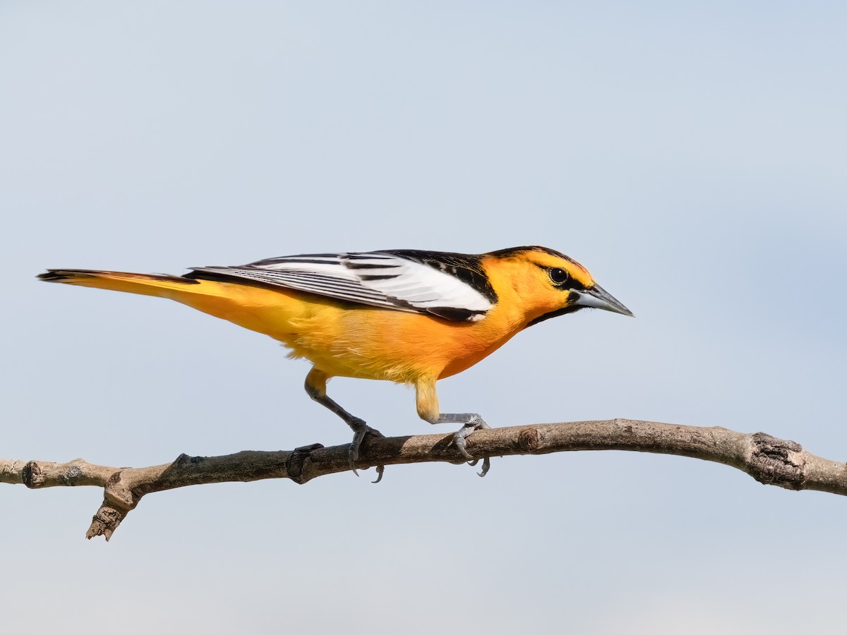 Bullock's Oriole - ML637920432