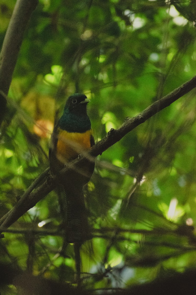 Atlantic Black-throated Trogon - ML637920494