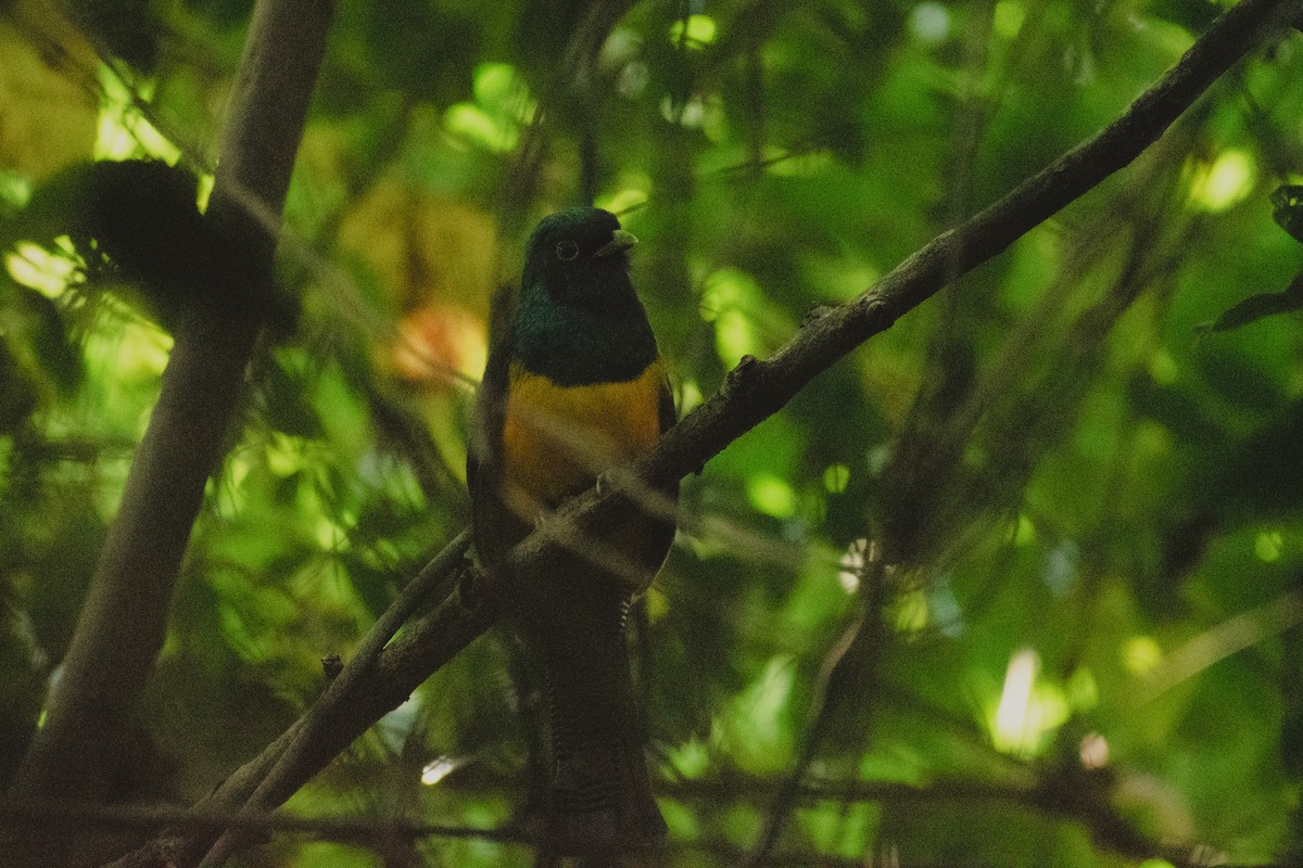 Atlantic Black-throated Trogon - ML637920495