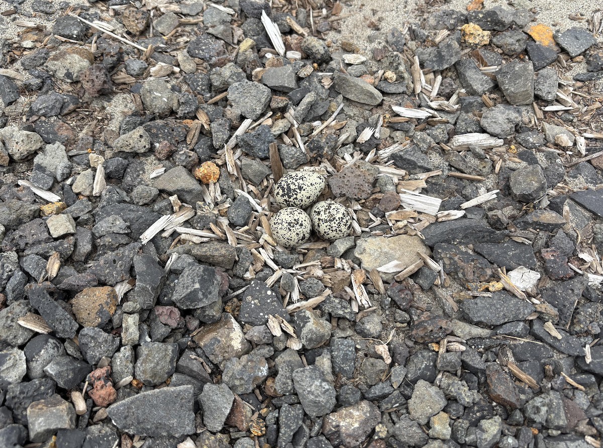 Killdeer - ML637920501