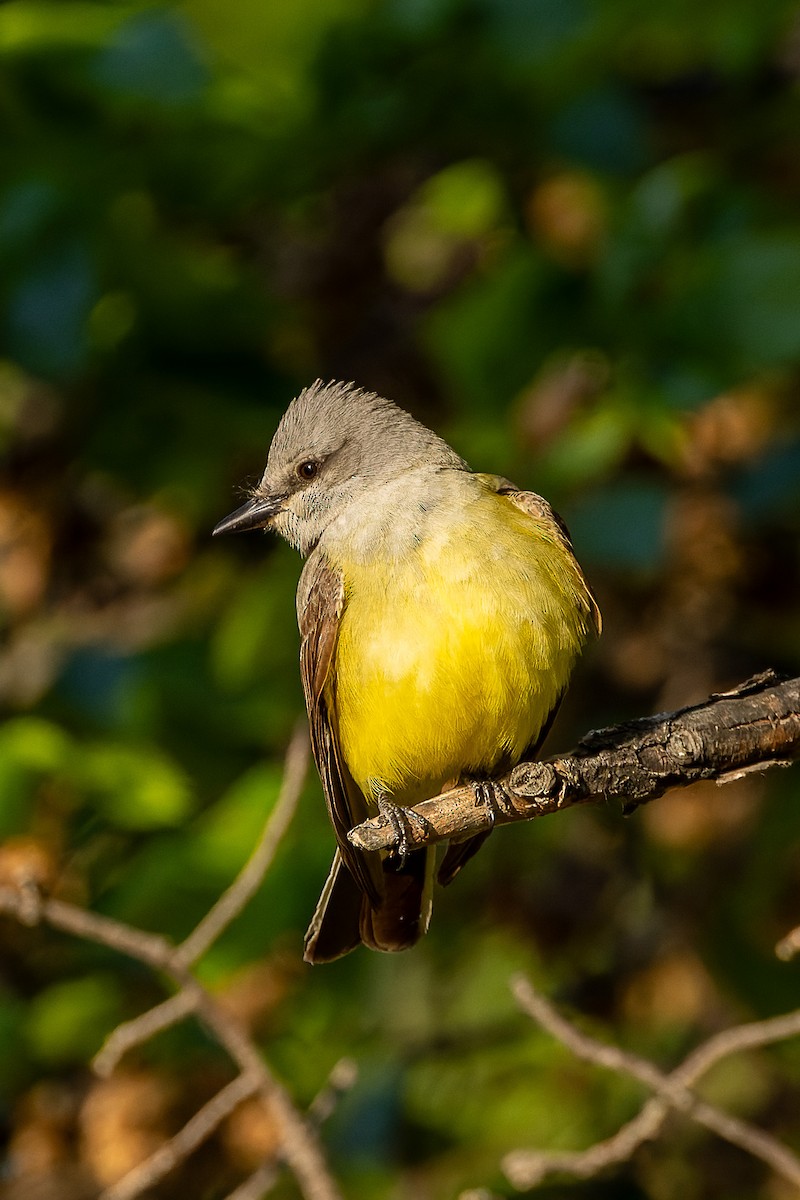 Western Kingbird - ML637920527