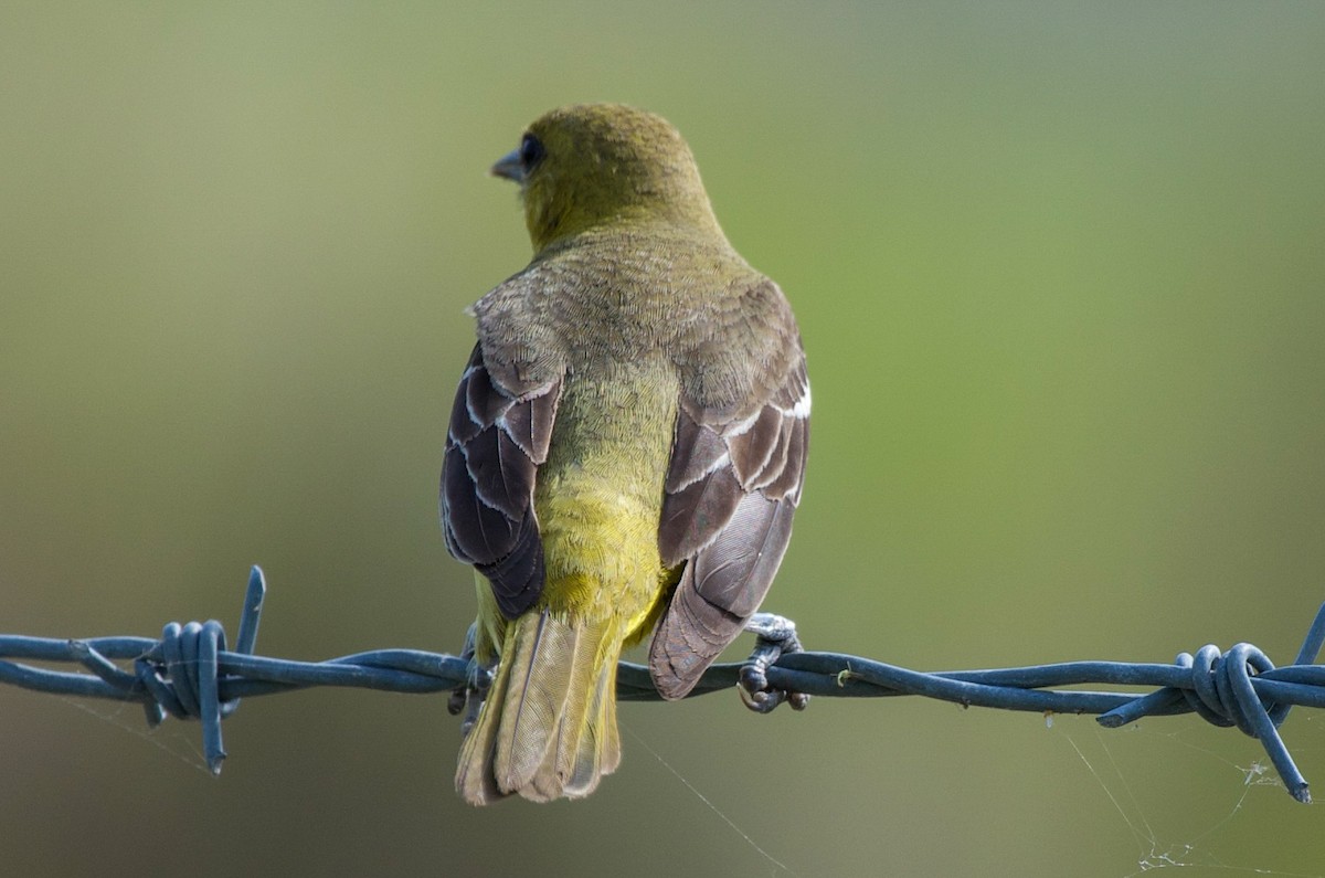 Oriole des vergers - ML637920554