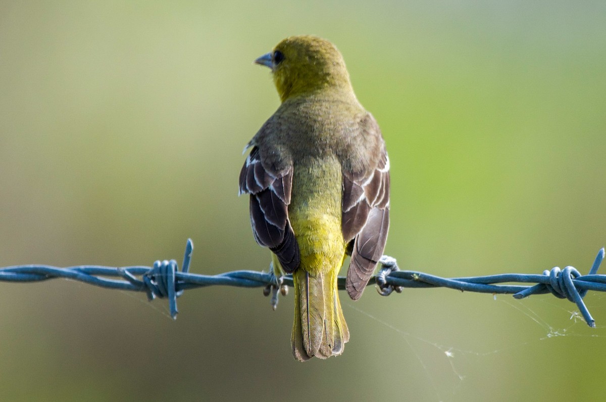 Oriole des vergers - ML637920555