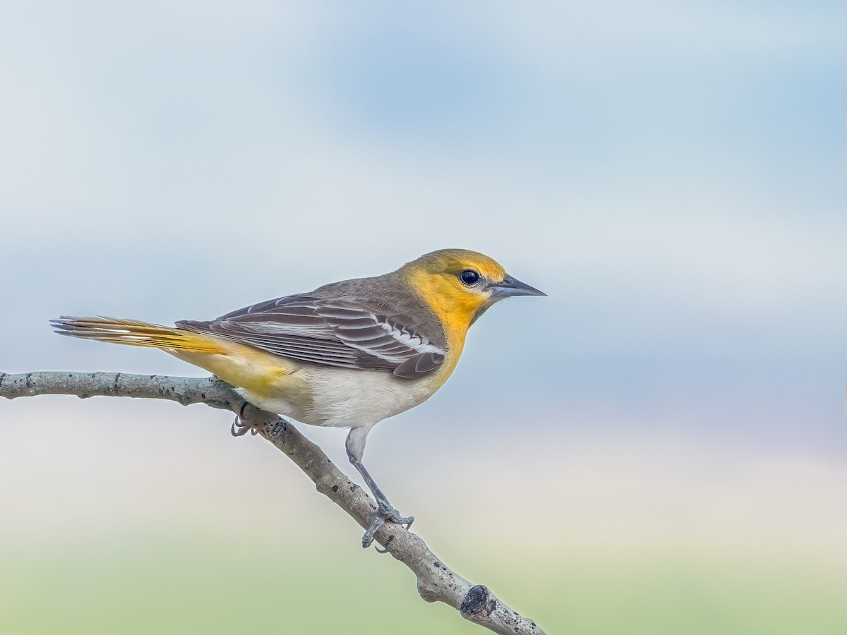 Bullock's Oriole - ML637920564