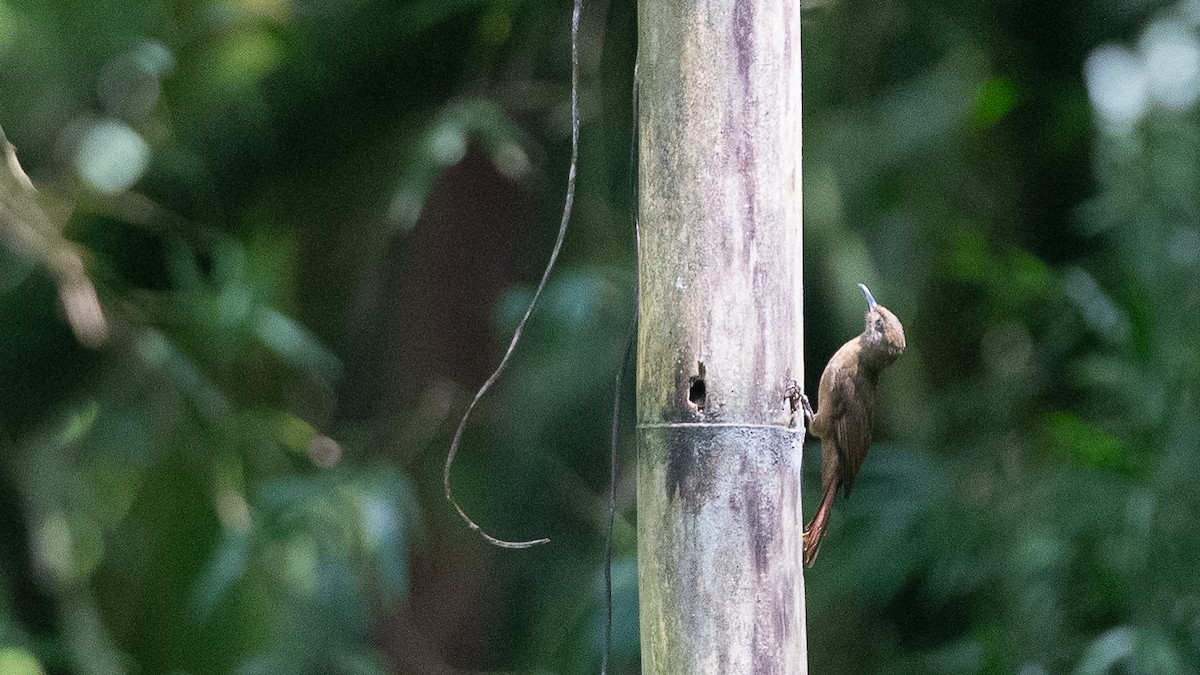 Plain-brown Woodcreeper - ML637920605