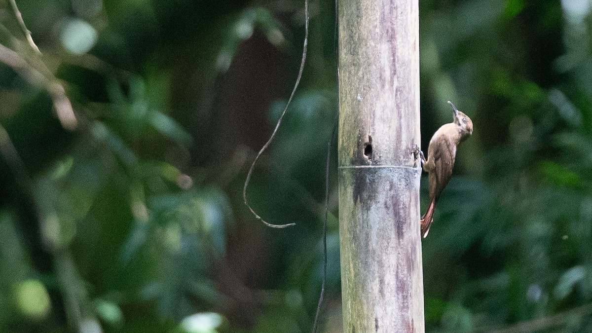Plain-brown Woodcreeper - ML637920606