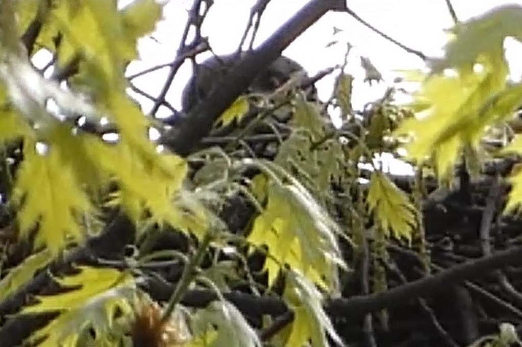 Cooper's Hawk - ML637920665