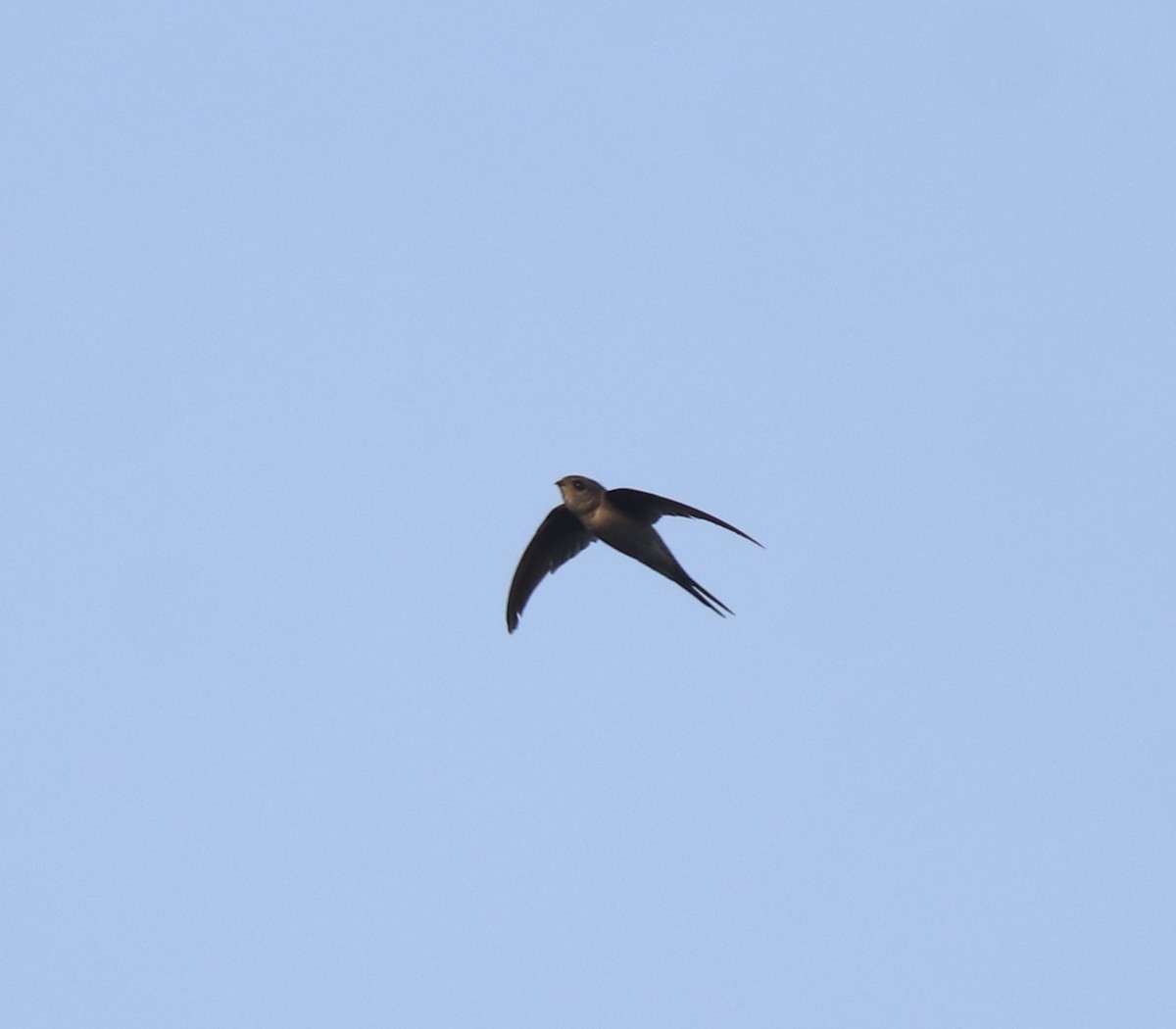 Asian Palm Swift - ML637920684