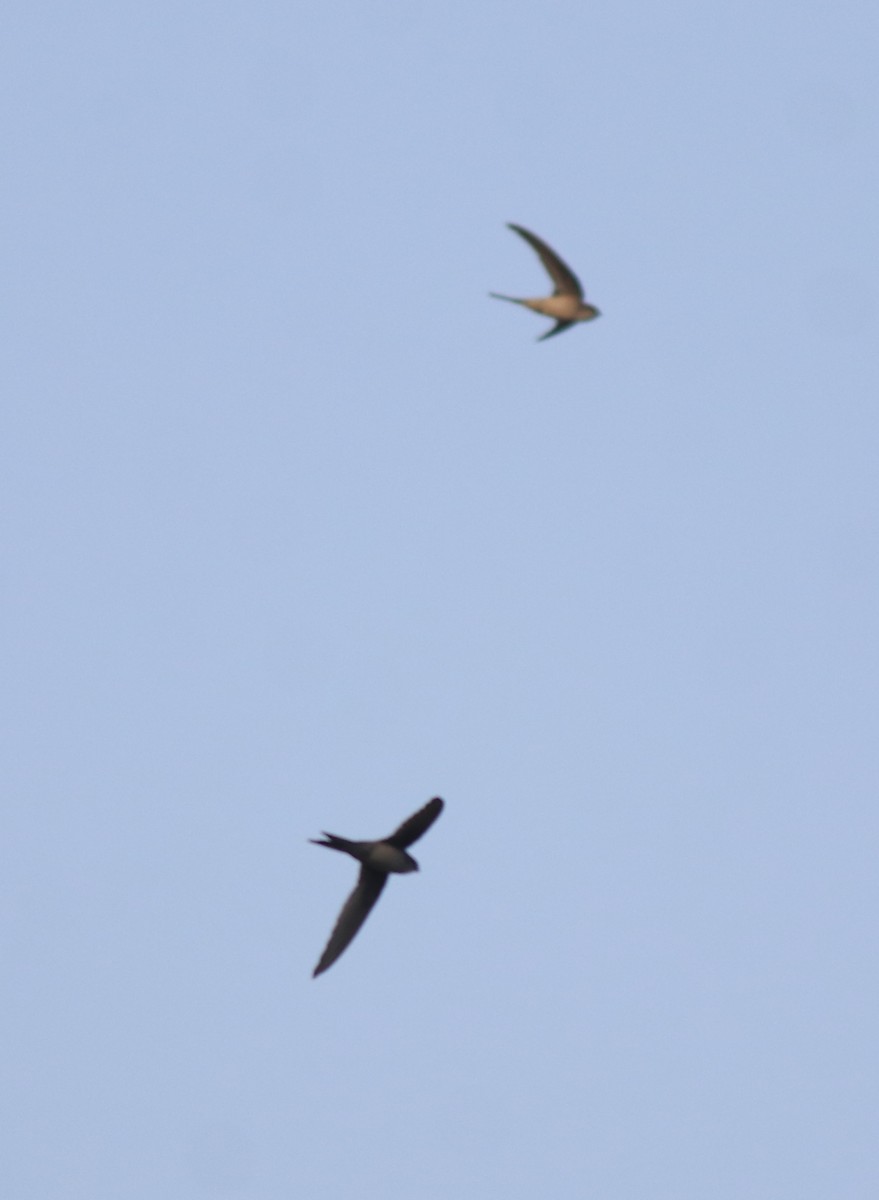 Asian Palm Swift - ML637920687