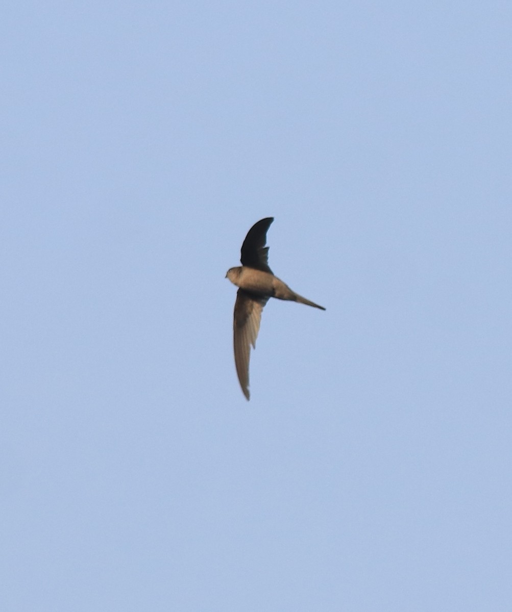 Asian Palm Swift - ML637920688