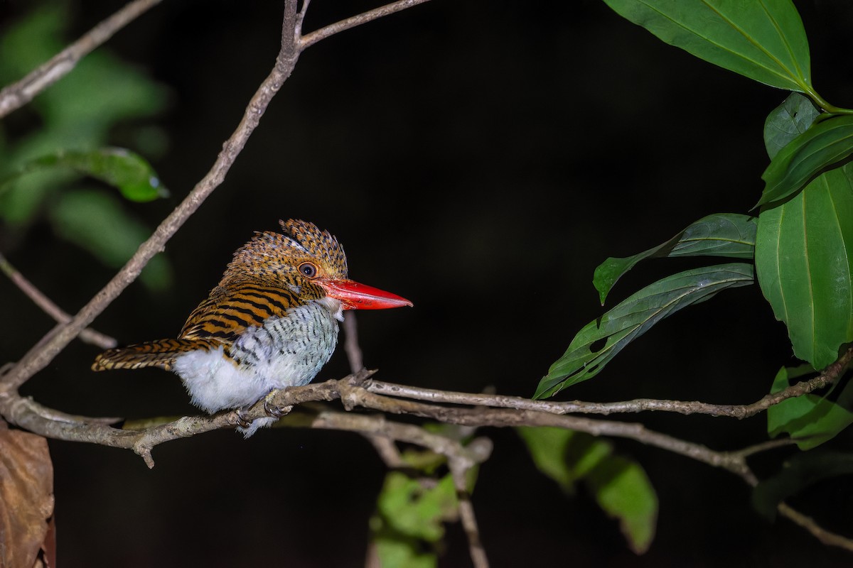 Banded Kingfisher - ML637920707