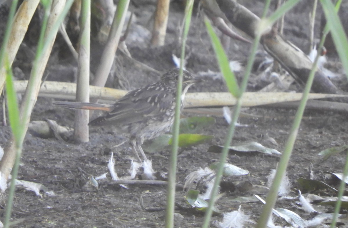 Bluethroat - ML637920741