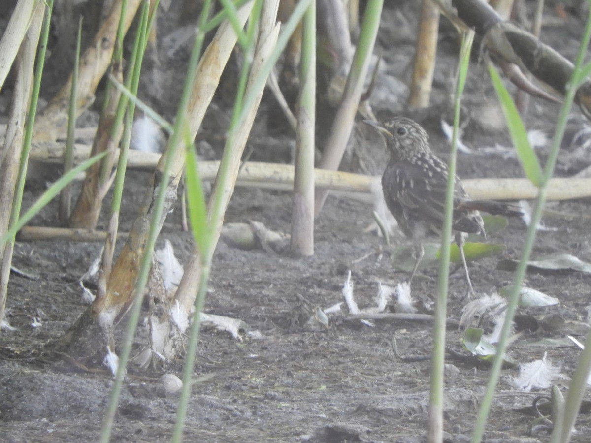 Bluethroat - ML637920743