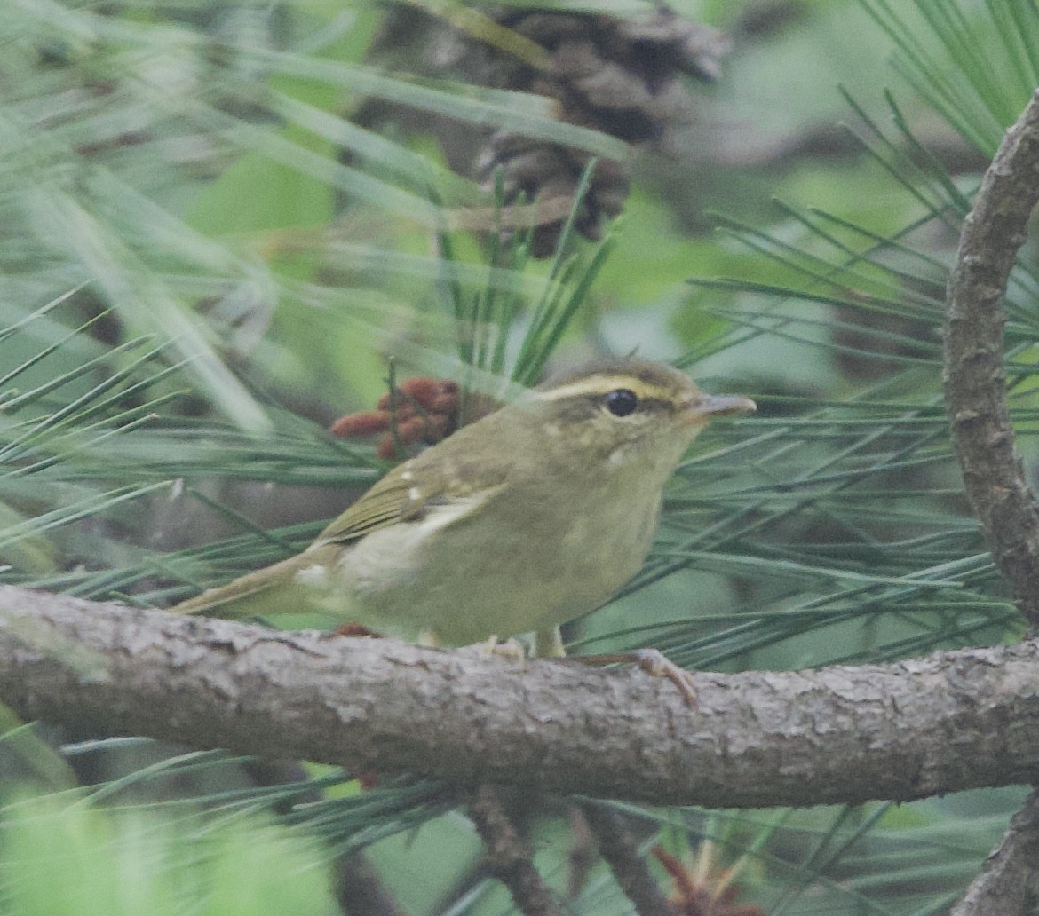 Large-billed Leaf Warbler - ML637920763