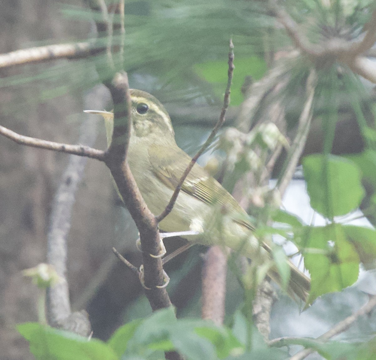 Large-billed Leaf Warbler - ML637920774