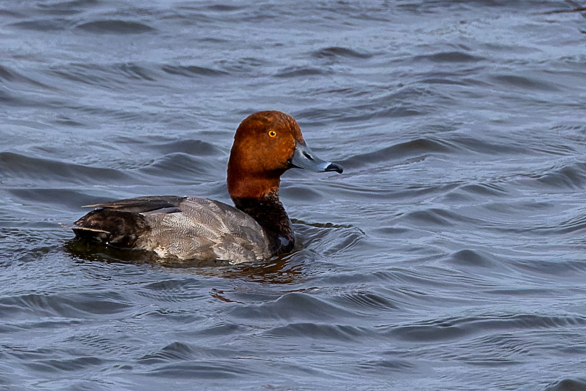 Redhead - ML637920808