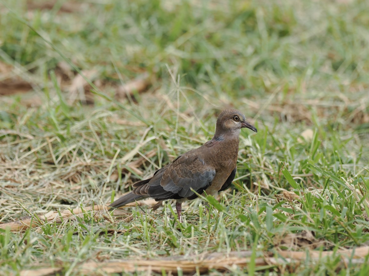 Sunda Collared-Dove - ML637920810