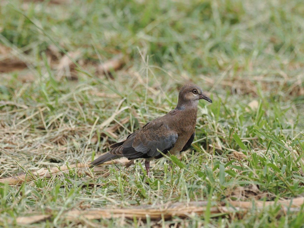 Sunda Collared-Dove - ML637920811
