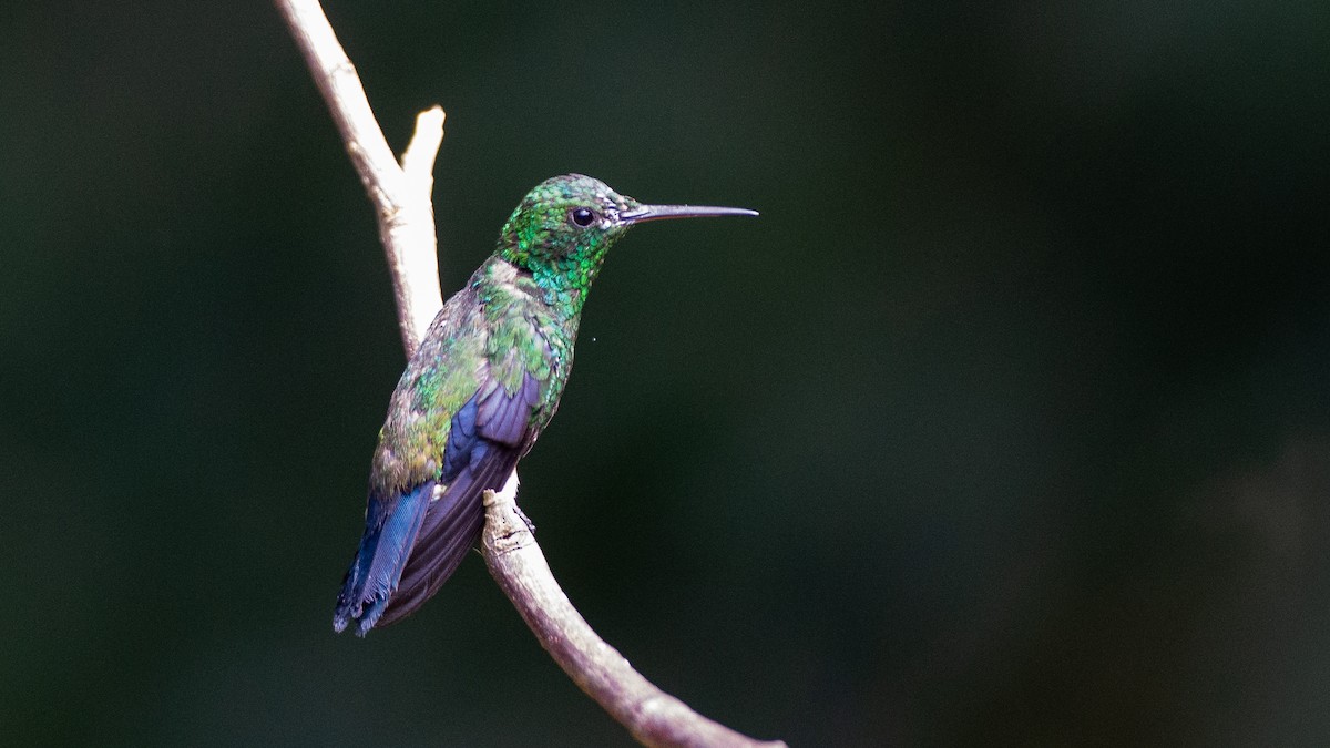 Steely-vented Hummingbird - ML637920843