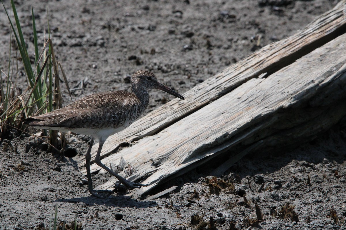 Piro piro semipalmato - ML637920874