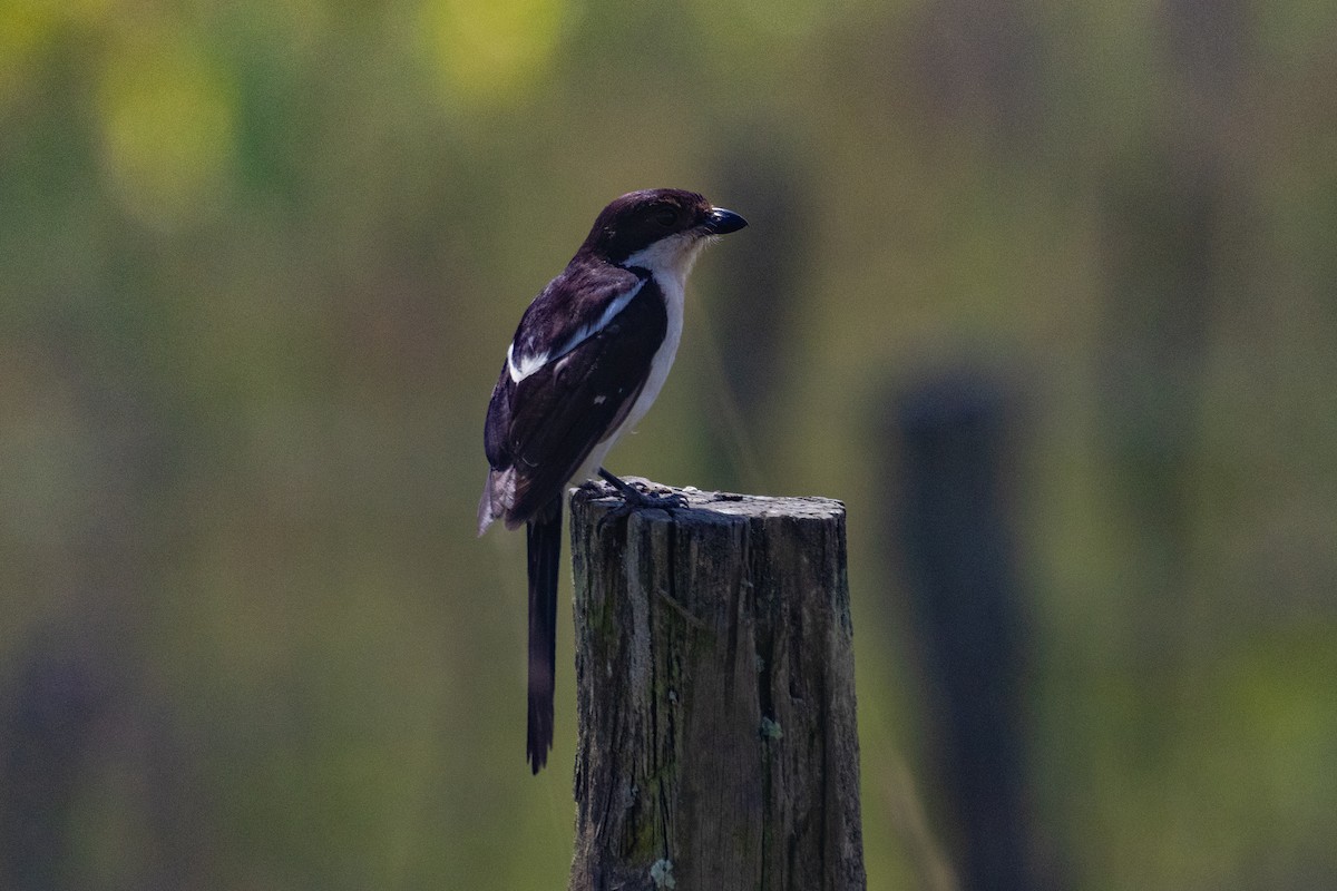 Northern Fiscal - ML637920911