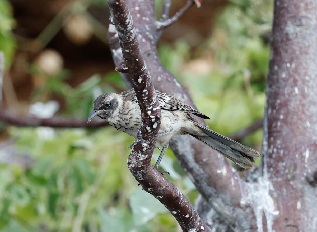 Galapagos Mockingbird - ML637920918