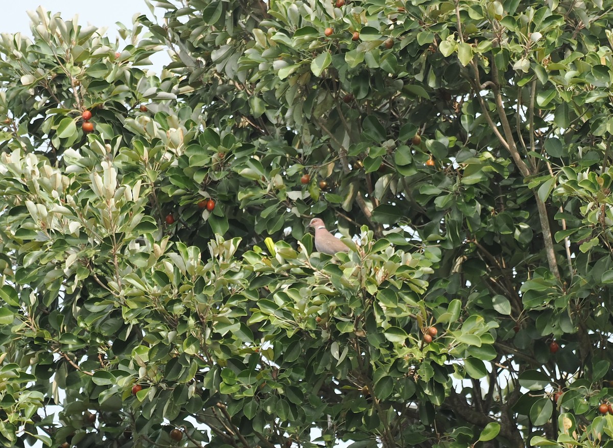 Sunda Collared-Dove - ML637920927