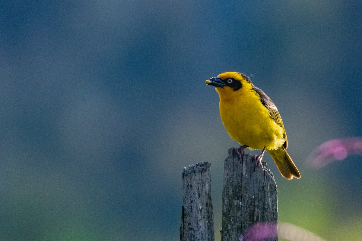 Baglafecht Weaver - ML637920932
