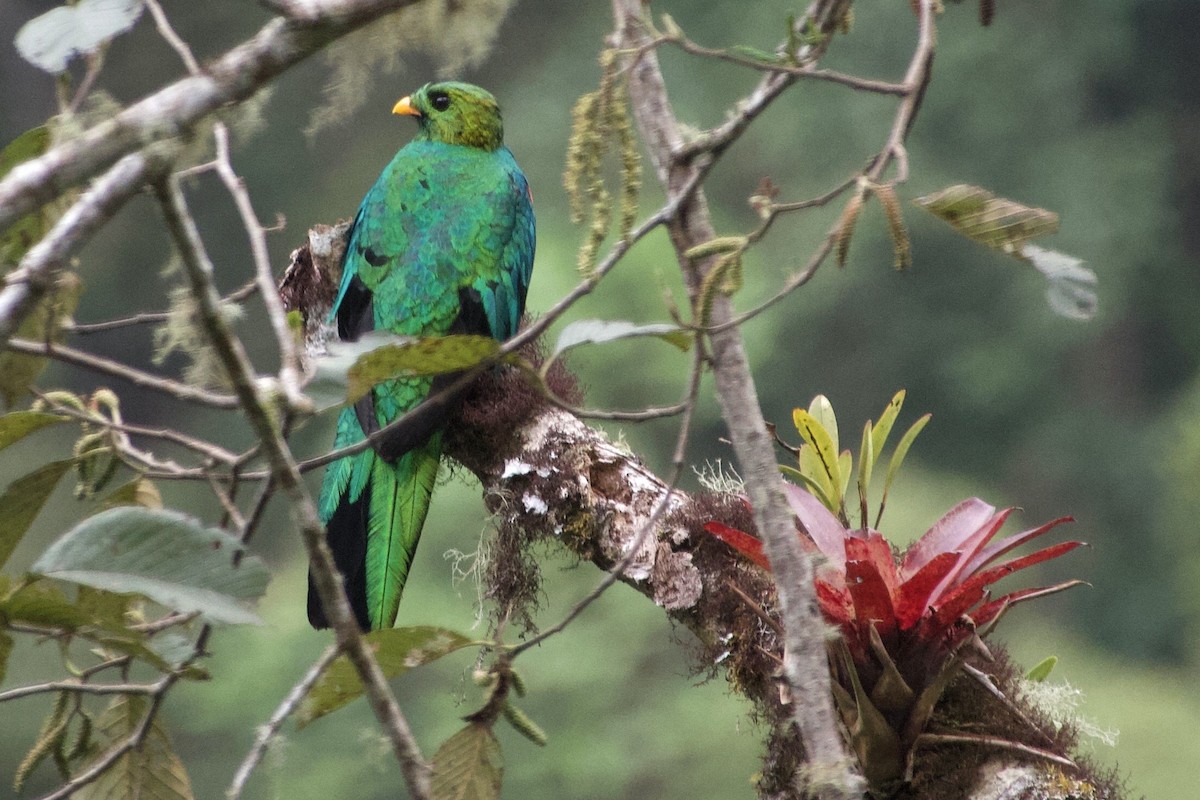 Golden-headed Quetzal - ML637920963