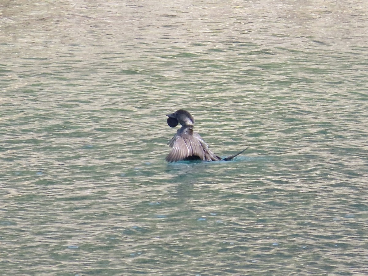 Musk Duck - ML637920970