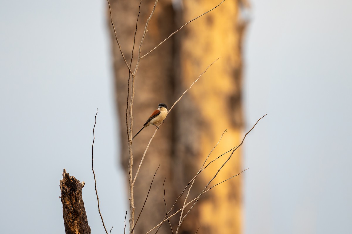 栗背伯勞 - ML637920973