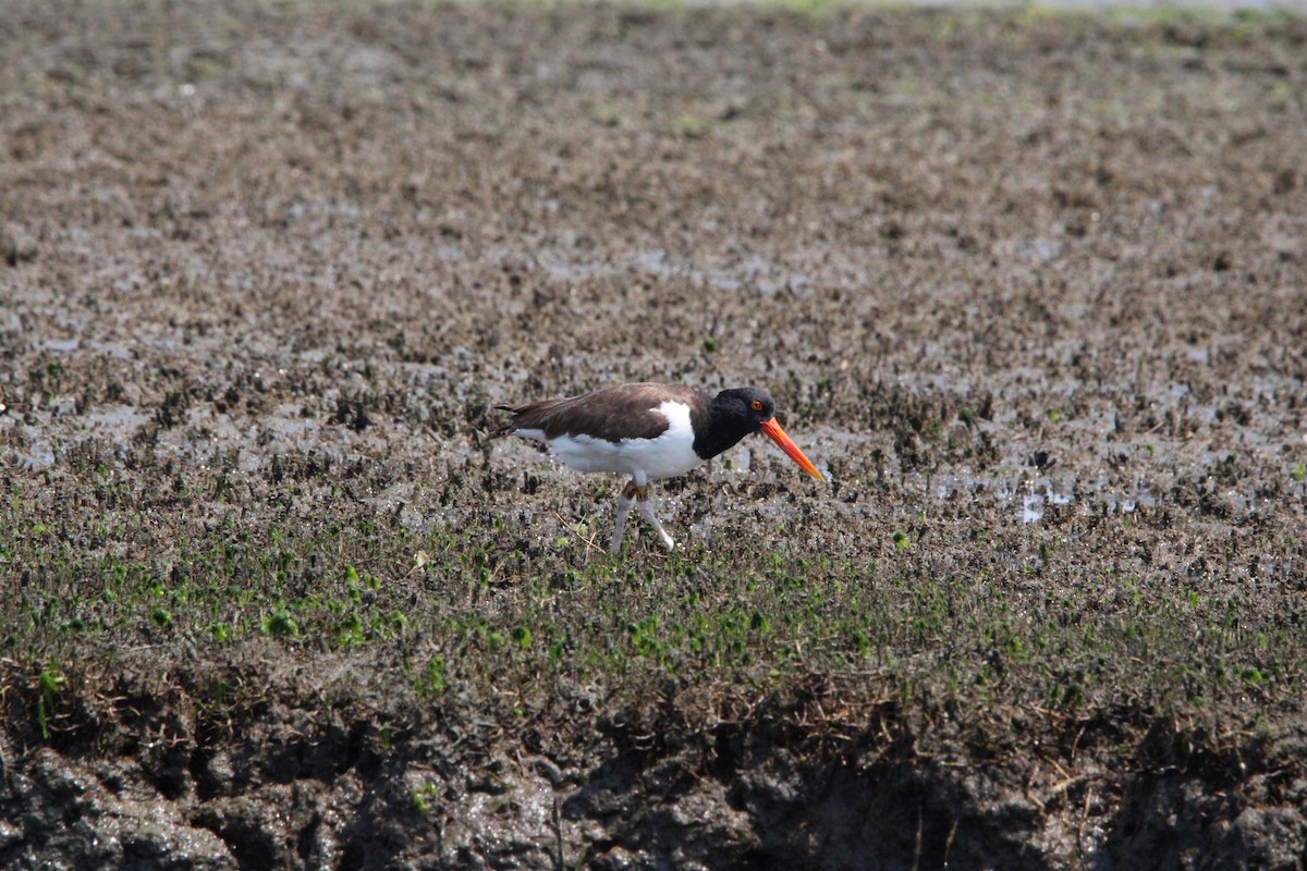 American Oystercatcher - ML637920982