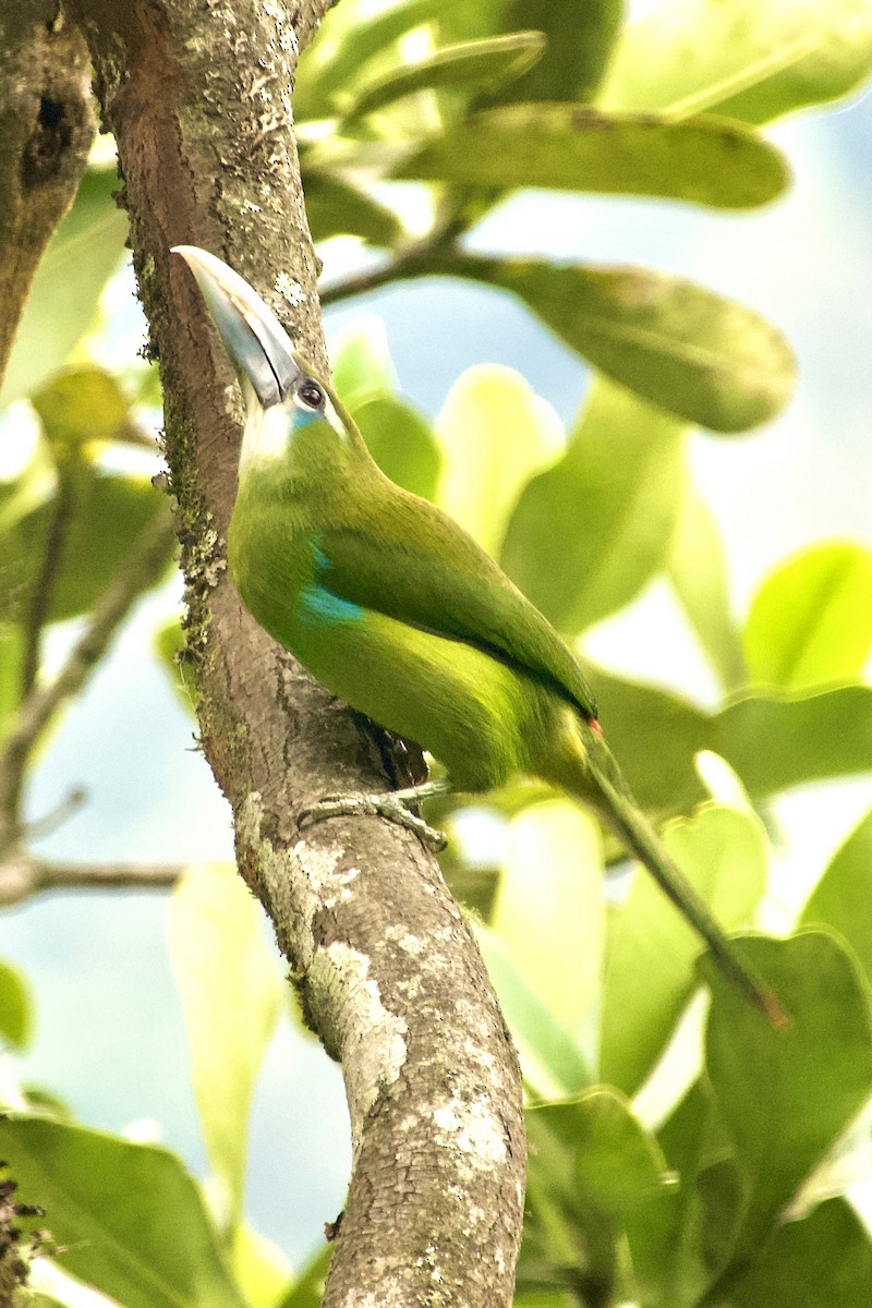 Blue-banded Toucanet - ML637920983