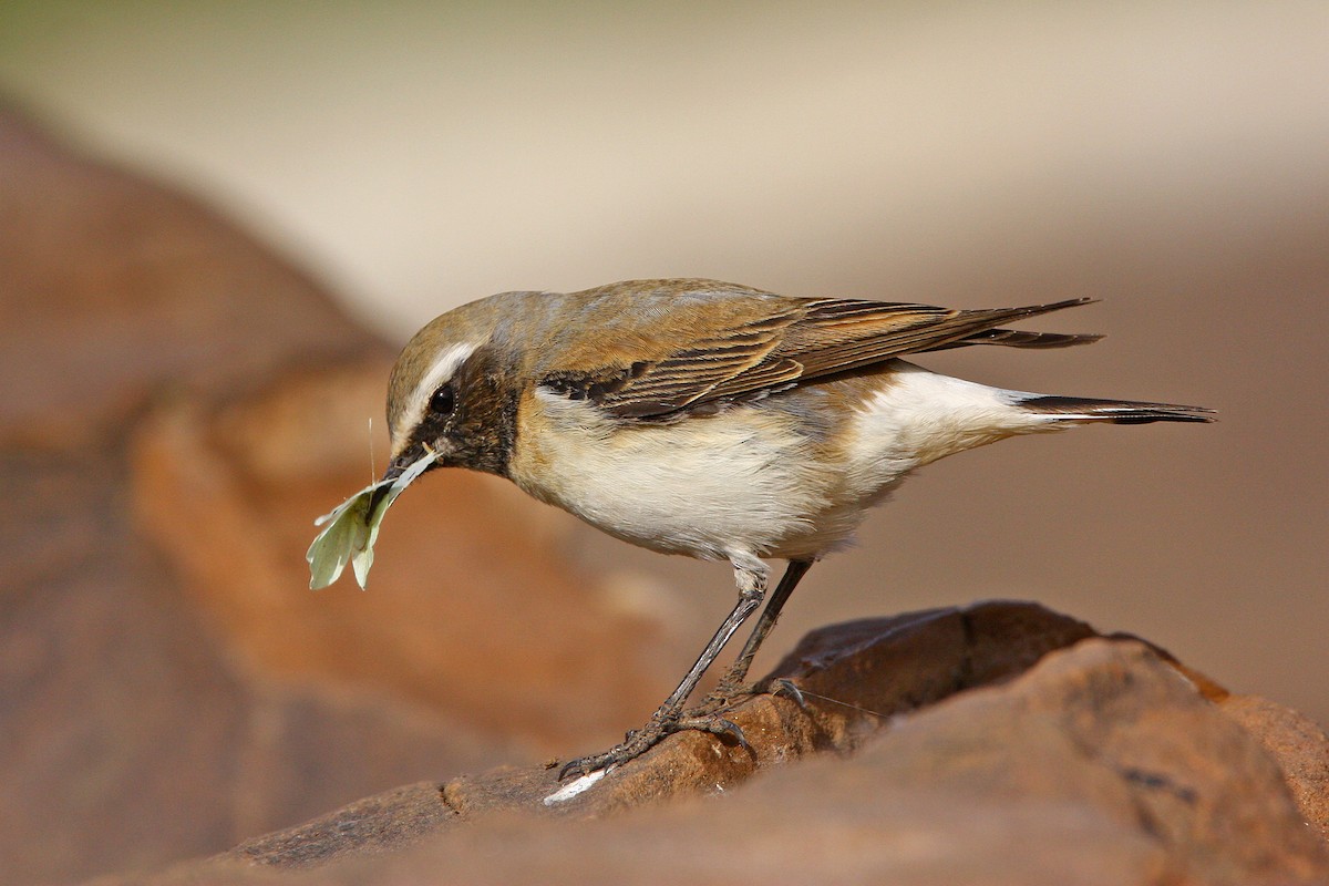 Atlas Wheatear - ML637921003