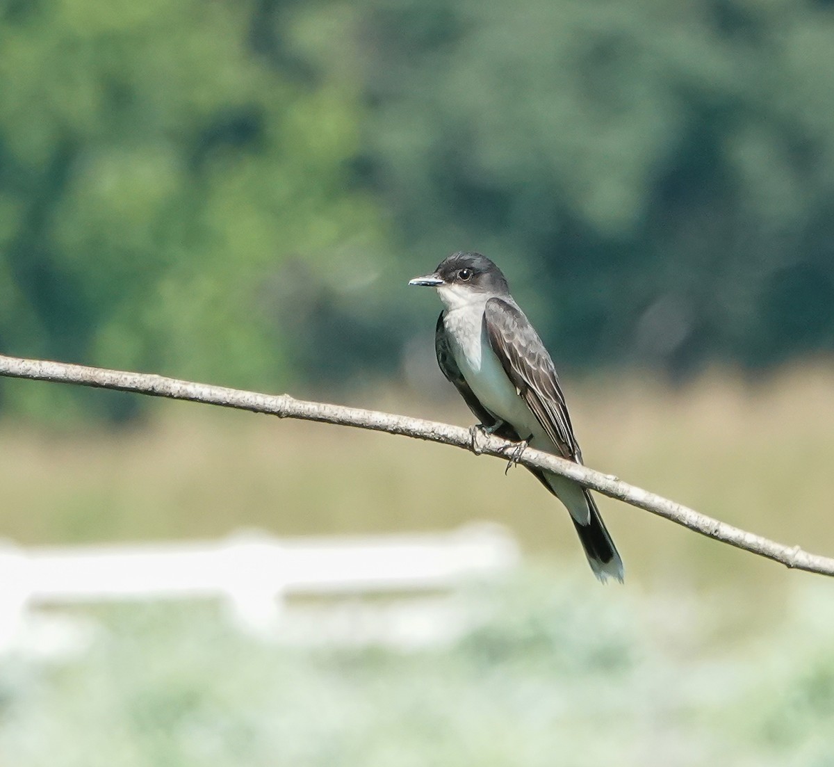 Eastern Kingbird - ML637921009
